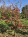 files/acer-griseum-5.jpg