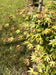 files/acer-palmatum-1.jpg