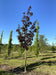 files/acer-platanoides-crimson-king4.jpg