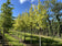 files/acer-platanoides-drummondii2.jpg