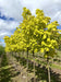 files/acer-platanoides-princeton-gold-1.jpg