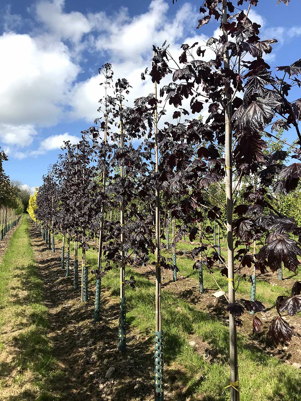 Acer platanoides - Norway Maple 'Royal Red'