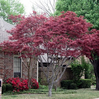Acer rubrum 'Karpick' - Red Maple