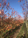 files/acer-rubrum-october-glory-2.jpg