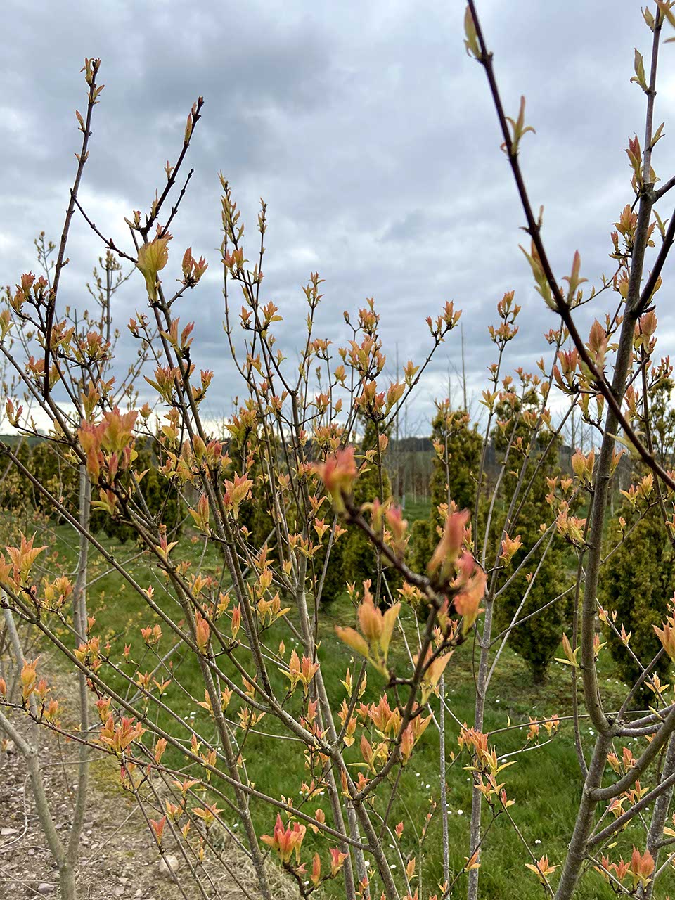 Acer tataricum subsp. ginnala - Amur Maple