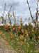 files/acer-tartaricum-ginnala.jpg