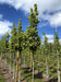 files/acer-tartaricum-hot-wings-2.jpg