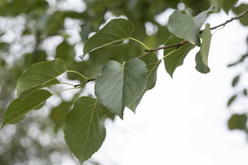 Alnus cordata - Italian Alder