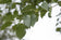 files/alnus-cordata-leaf-800x533.jpg