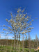 files/amelanchier-lamarckii-6.jpg