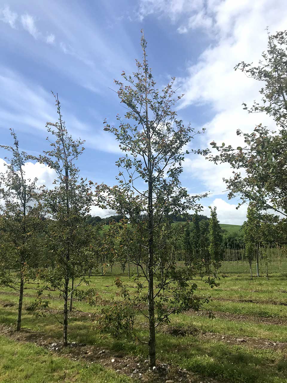 Amelanchier 'Ballerina' - Snowy Mespilus