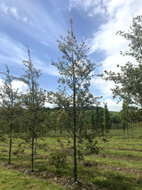Amelanchier 'Ballerina' - Snowy Mespilus