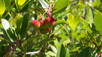 Arbutus unedo - Strawberry Tree