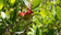 files/arbutus-unedo_Main.jpg