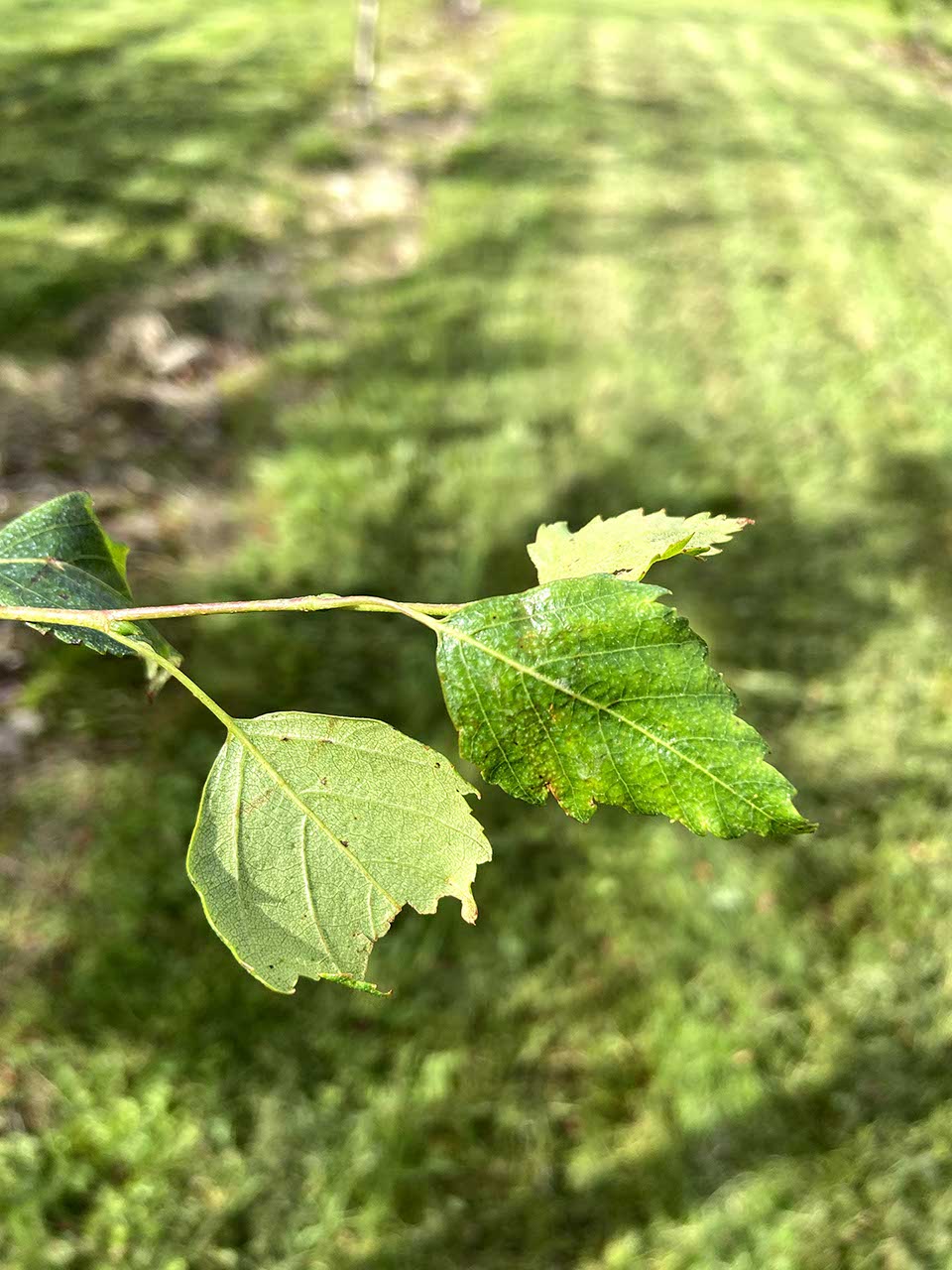 Betula pendula 'Youngii' - Weeping Silver Birch