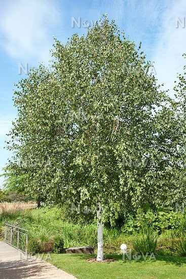 Betula utilis 'Doorenbos' - Himalayan Birch 'Snow Queen'
