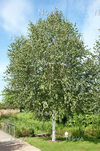 Betula utilis 'Doorenbos' - Himalayan Birch 'Snow Queen'