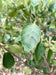 files/betula-utilis-jacquemontii-4.jpg