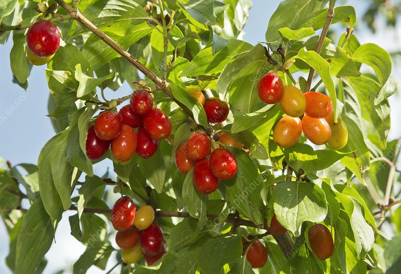 Cornus mas - Cornelian Cherry