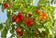 files/cornus-mas.jpg