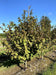 files/davidia-involucrata-1.jpg