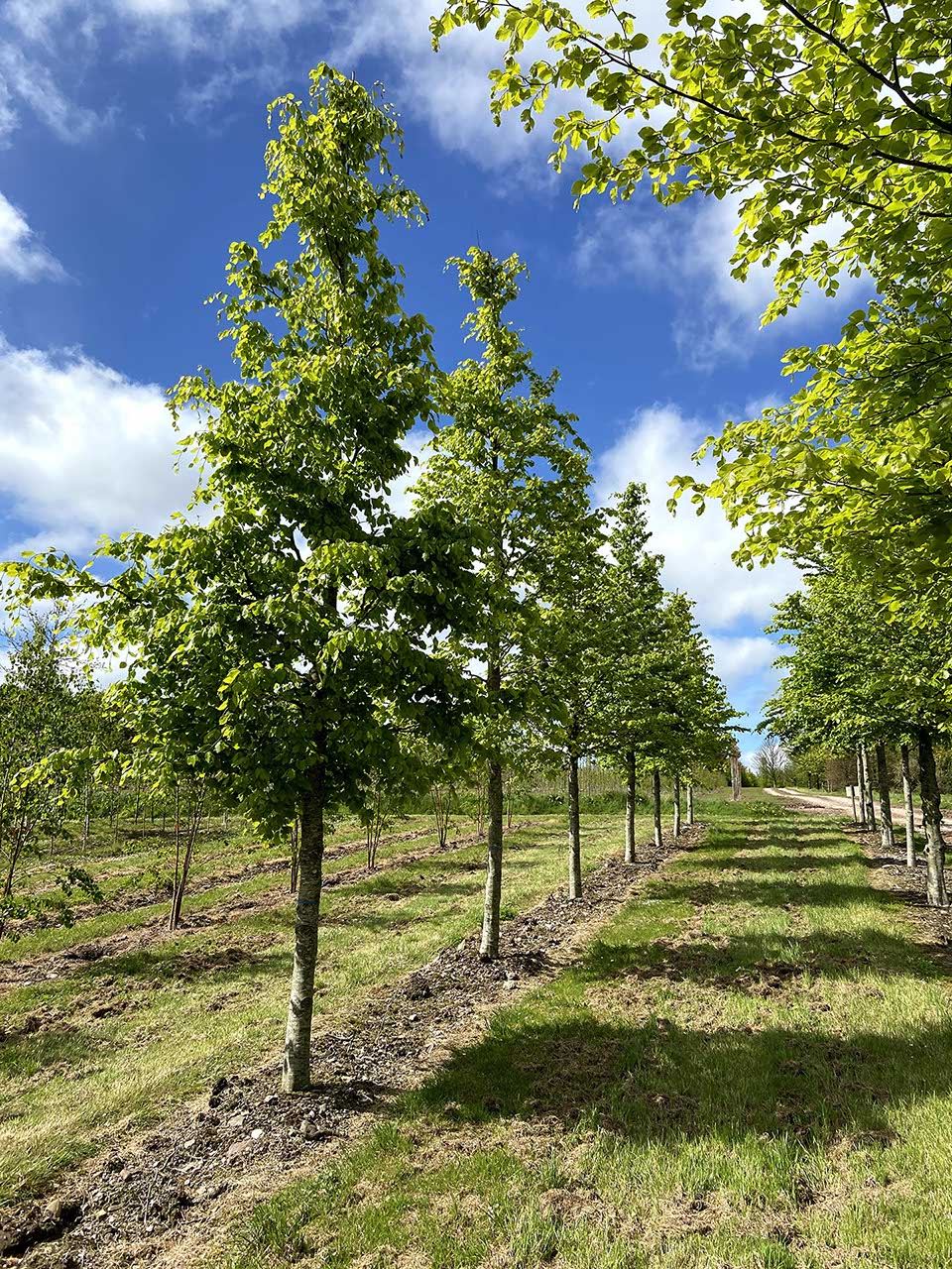 Fagus sylvatica - Common Green Beech