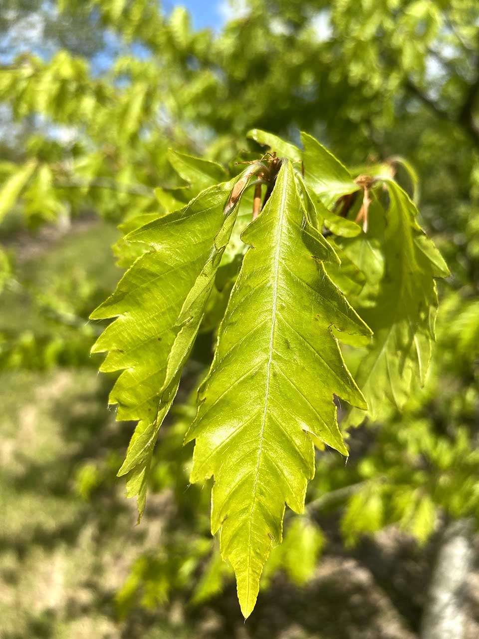 Fagus sylvatica 'Aspleniifolia' - Fern-leaved Beech