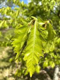 Fagus sylvatica 'Aspleniifolia' - Fern-leaved Beech
