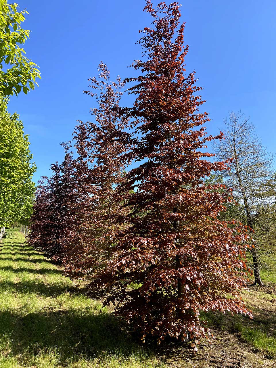 Fagus sylvatica 'Atropunicea' - Copper-Purple Beech