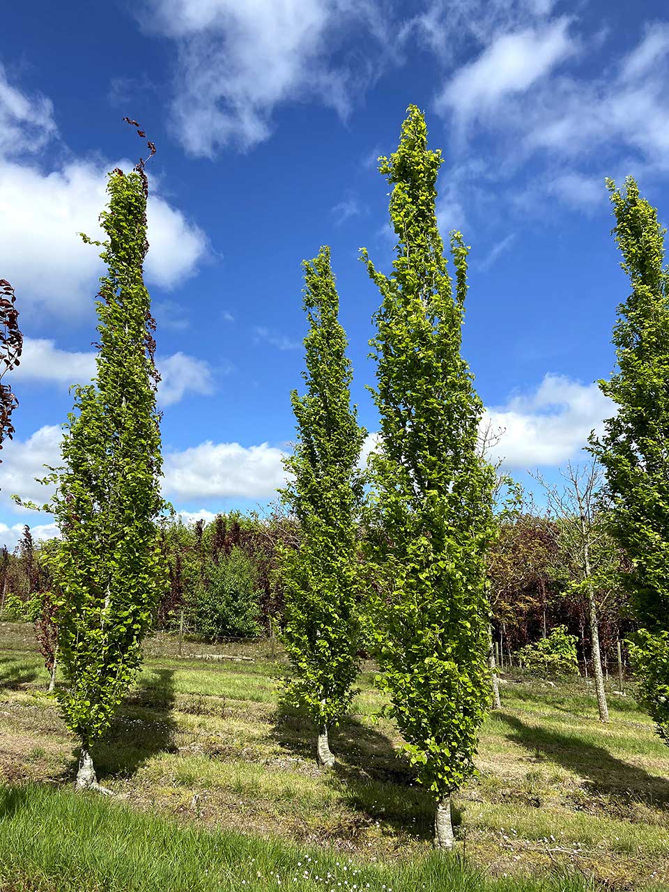 Fagus sylvatica 'Dawyck' - Upright Green Beech