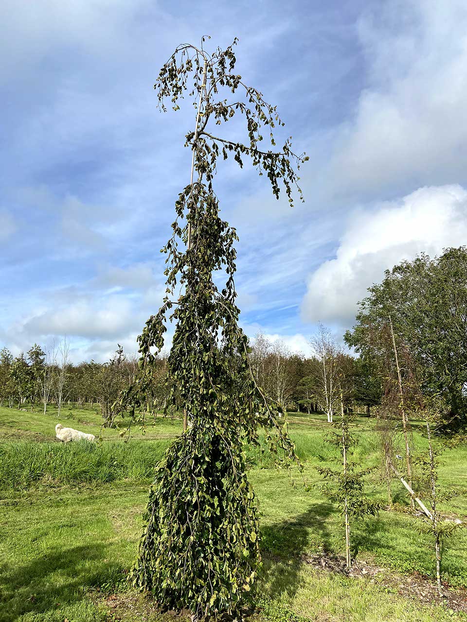 Fagus sylvatica 'Pendula'