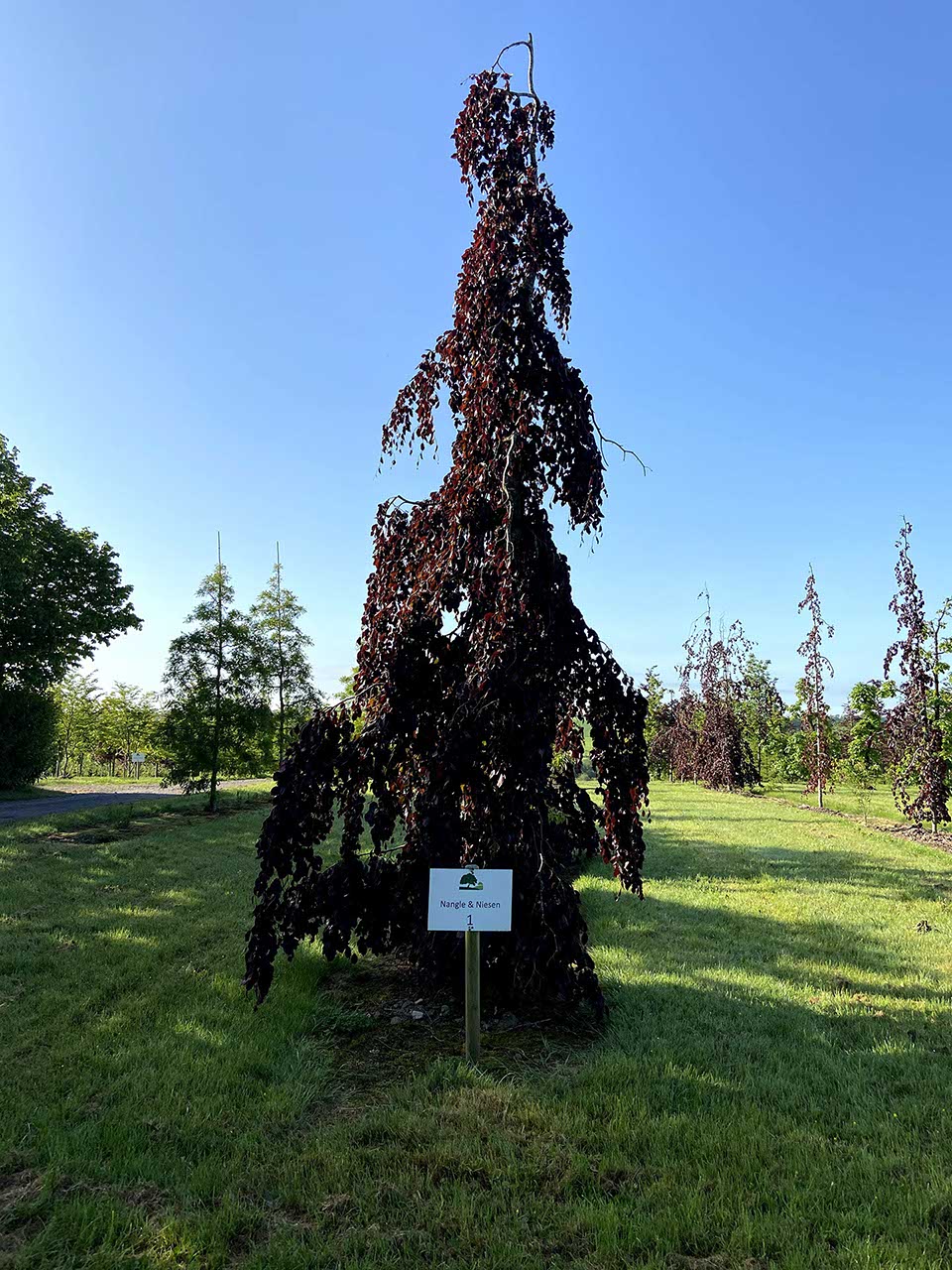 Fagus sylvatica 'Purple Fountain'