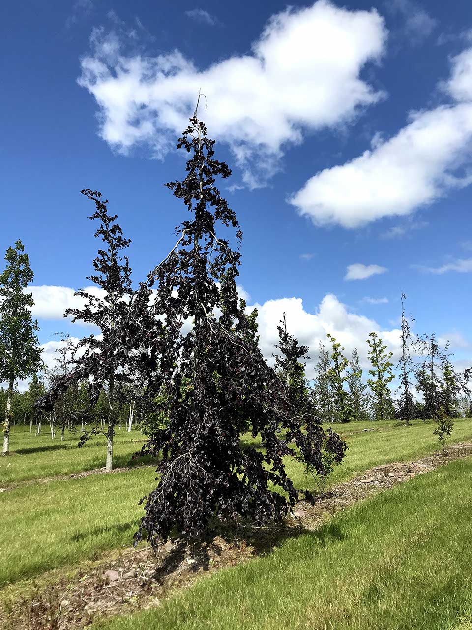 Fagus sylvatica 'Purple Fountain'