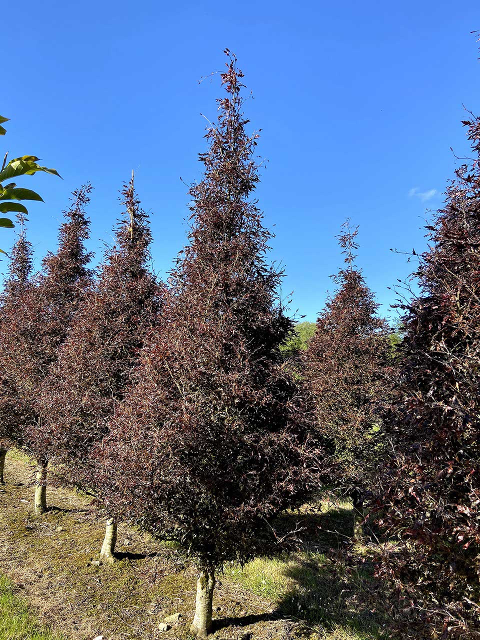 Fagus sylvatica 'Rohanii' - Cut-leaf Purple Beech