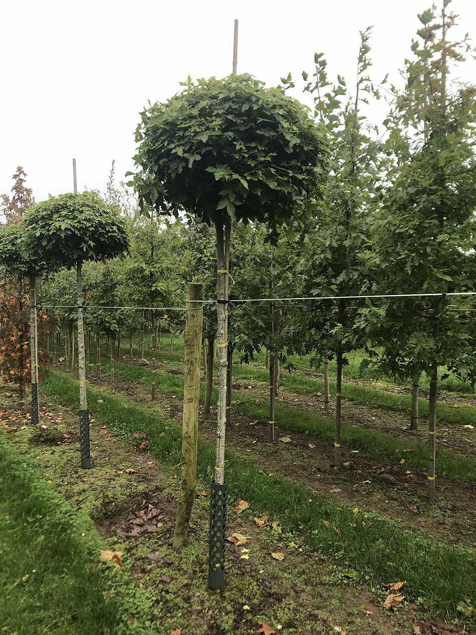 Liquidambar styraciflua 'Gum Ball' - Sweet Gum 'Gum Ball'