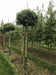 files/liquidamber-styraciflua-gumball-6.jpg