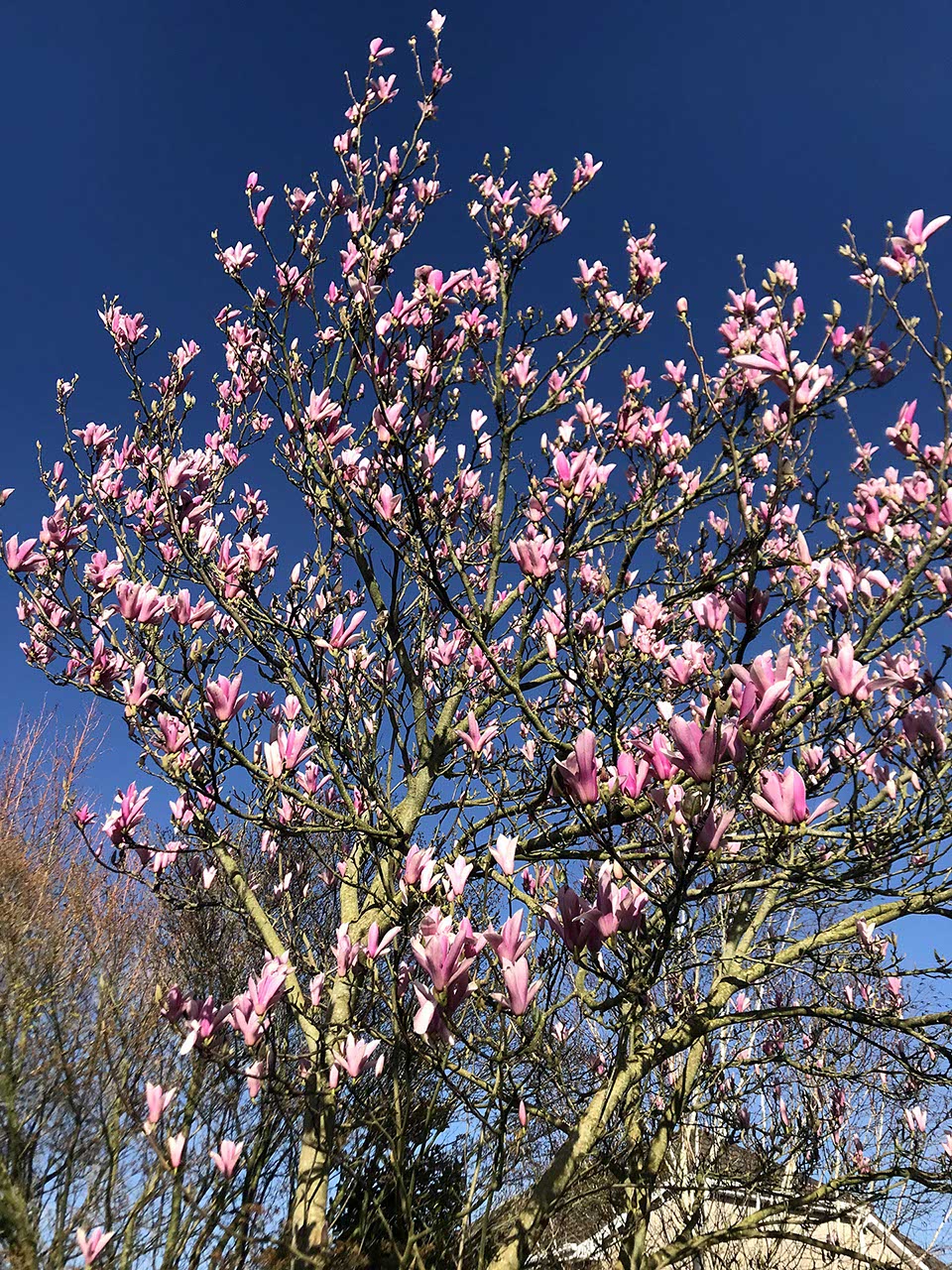 Magnolia 'Heaven Scent' - Magnolia 'Heaven Scent'