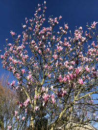 Magnolia 'Heaven Scent' - Magnolia 'Heaven Scent'