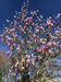 files/magnolia-heaven-scent-1.jpg