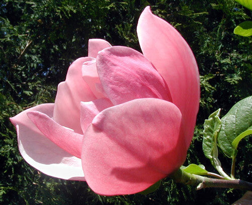 Magnolia 'Rose Marie' - Magnolia 'Rose Marie'