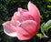 files/magnolia-rose-marie.jpg