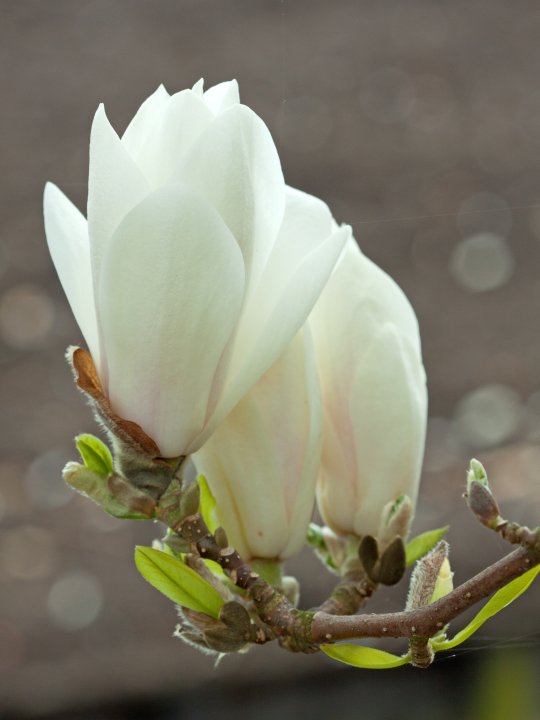 Magnolia x soulangeana 'Alba Superba' - Saucer Magnolia 'Alba Superba'