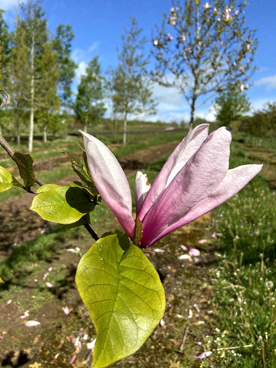 Magnolia 'Spectrum' - Magnolia 'Spectrum'