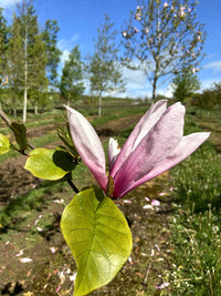 Magnolia 'Spectrum' - Magnolia 'Spectrum'