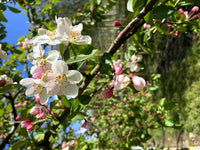 Malus 'John Downie' - Flowering Crab Apple