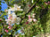files/malus-robusta-john-downie-6-1200x900.jpg