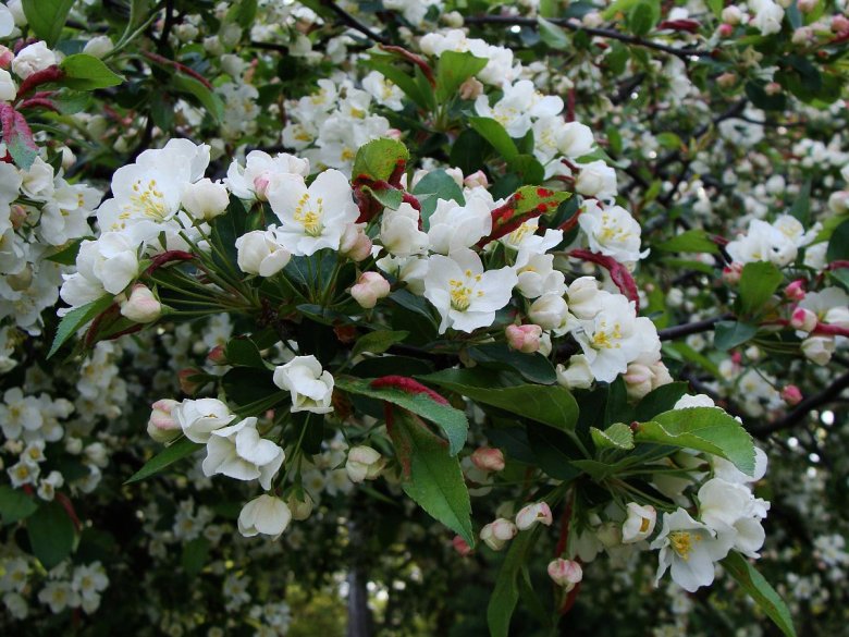 Malus toringo 'Brouwers Beauty' - Crab Apple 'Brouwers Beauty'