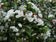 files/malus-toringo-brouwers-beauty.jpg