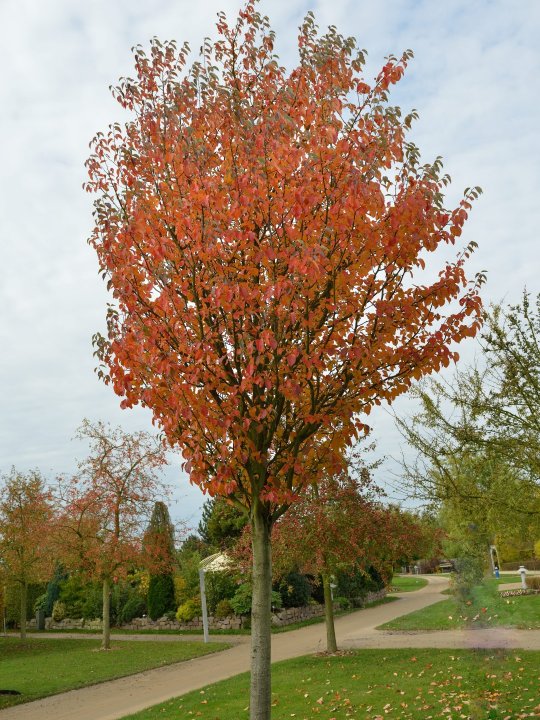 Malus tschonoskii - Pillar Apple