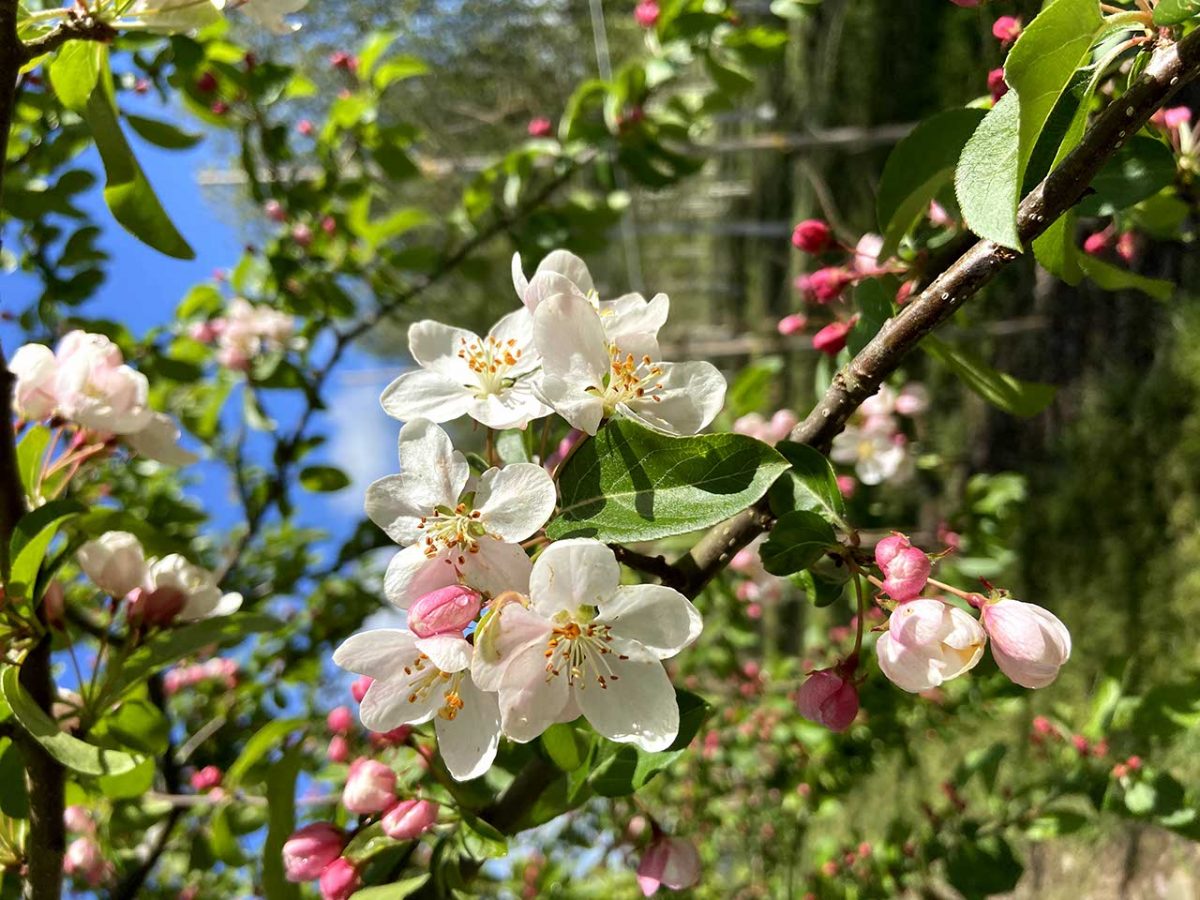 Malus 'Red Sentinel' - Flowering Crab Apple